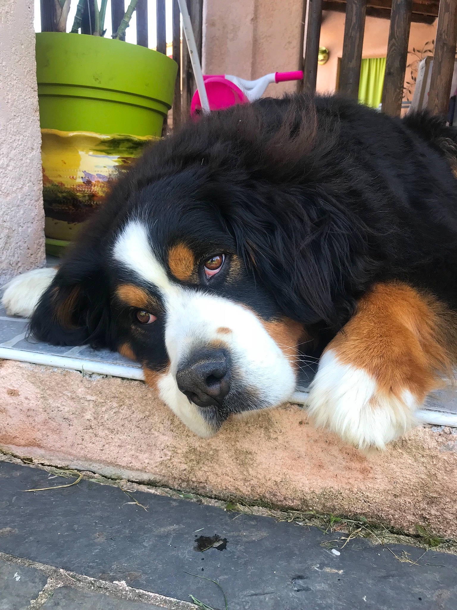 Athéna participe au concours pour gagner de l'argent avec cette photo : bernese_mountain_dog, canidae, carnivore, companion_dog, dog, dog_breed, english_shepherd, giant_dog_breed, greater_swiss_mountain_dog, mammal, moscow_watchdog, snout, sporting_group, st_bernard, vertebrate, working_dog