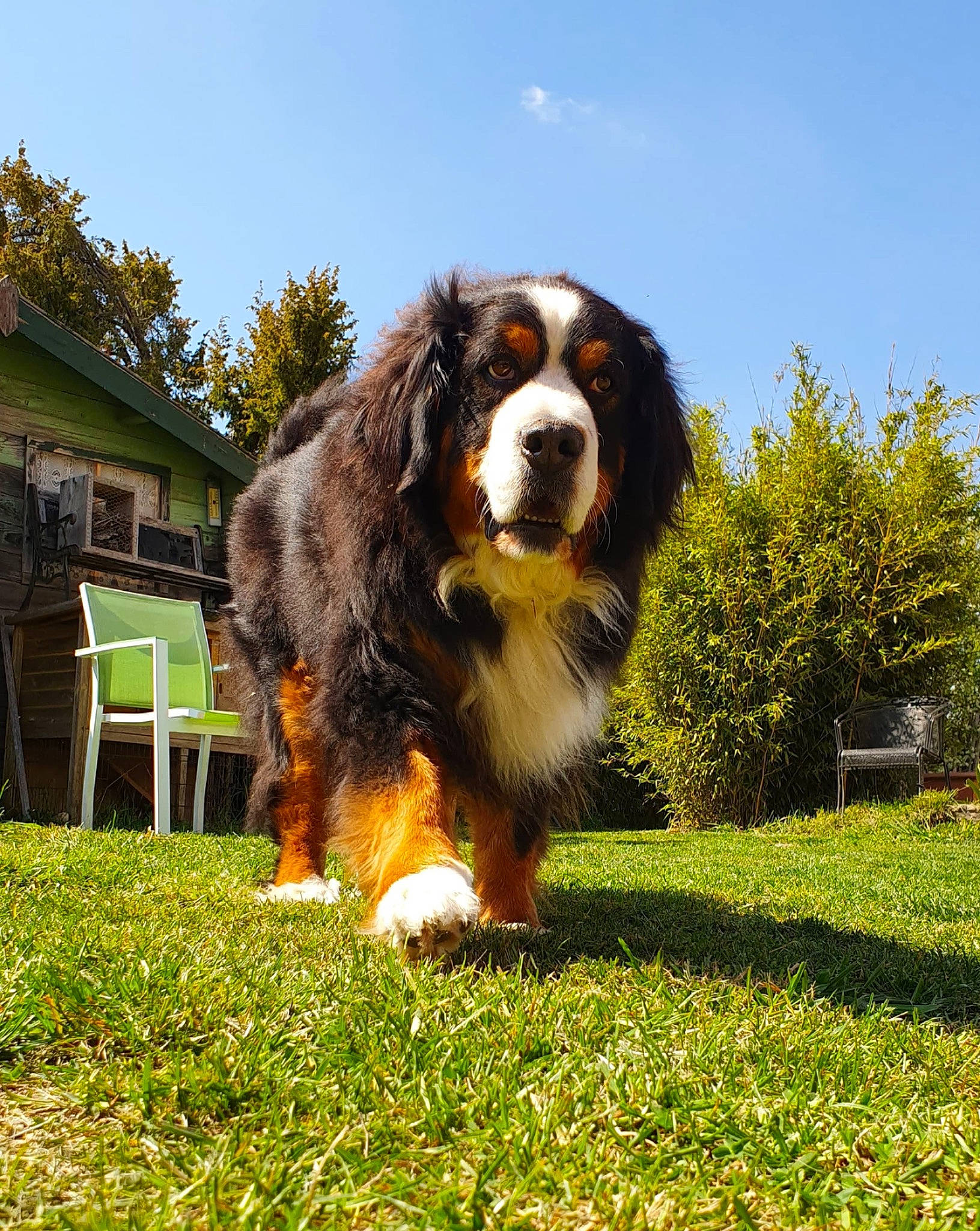 Athéna a rejoint le concours — aidez-le/la à gagner de superbes lots ! bernese_mountain_dog, canidae, carnivore, companion_dog, dog, dog_breed, grass, mammal, sporting_group, vertebrate, working_dog