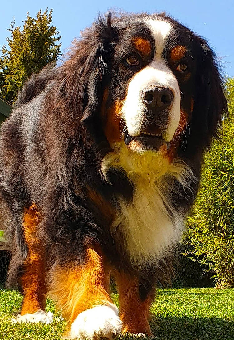 Athéna a rejoint le concours — aidez-le/la à gagner de superbes lots ! ancient_dog_breeds, bernese_mountain_dog, canidae, carnivore, companion_dog, dog, dog_breed, english_shepherd, giant_dog_breed, mammal, pyrenean_mastiff, rare_breed_dog, snout, sporting_group, st_bernard, vertebrate, working_dog