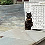 backyard, cat, collar, curious, doorway, fence, garden, grill_cover, outdoor, patio, paved_surface, pet, plants, portrait, standing, stone_step, sunlight, tile_floor, tortoiseshell, wicker_furniture