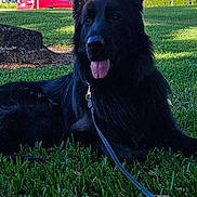 Milan is registered to the contest to win money with this photo: dog, black_dog, pet, grass, park, leash, tongue_out, sitting, portrait, outdoors, tree, car, sky, suburb, sunlight, shadow, ears, fur, happy, close_up