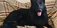 Milan is registered to the contest to win money with this photo: dog, black_dog, long_hair, sofa, plaid_blanket, tongue_out, ears_up, pet, canine, couch, portrait, indoor, muzzle, tail, fur, relaxed, paw, home, pillow, sleepy