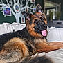 dog, german_shepherd, pet, tongue_out, fur, ears, portrait, close_up, animal, indoor, sofa, bed, cozy, relaxed, living_room, blurred_background, happy, domestic, muzzle, paw