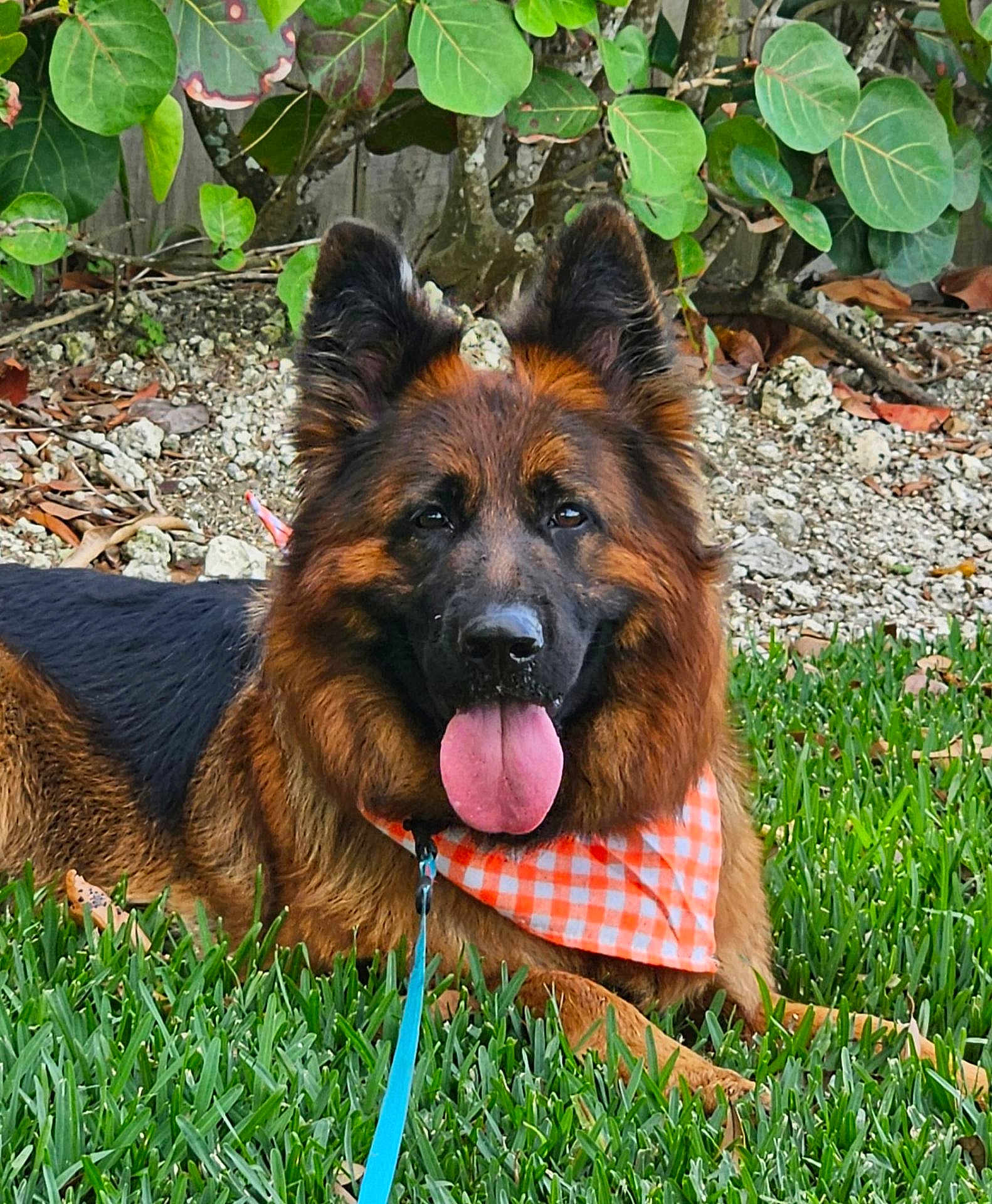 Blossom joined the competition — help win amazing prizes! dog, german_shepherd, pet, portrait, tongue_out, bandana, orange_bandana, leash, grass, outdoor, fur, brown_fur, black_fur, ears, happy, panting, resting, backyard, rocks_gravel, foliage