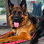 dog, german_shepherd, service_dog, leash, tongue, panting, fur, ears, paw, pet, animal, canine, portrait, sitting, pavement, reflection, glass_window, car, outdoor, attentive