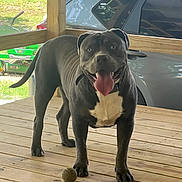 Rocky joined the competition — help win amazing prizes! dog, pet, animal, playing, tennis_ball, wooden_deck, car, outdoor, tongue_out, black_and_white, happy, muscular, canine, fence, sunlight, grass, summer, playful, collar, domestic_animal