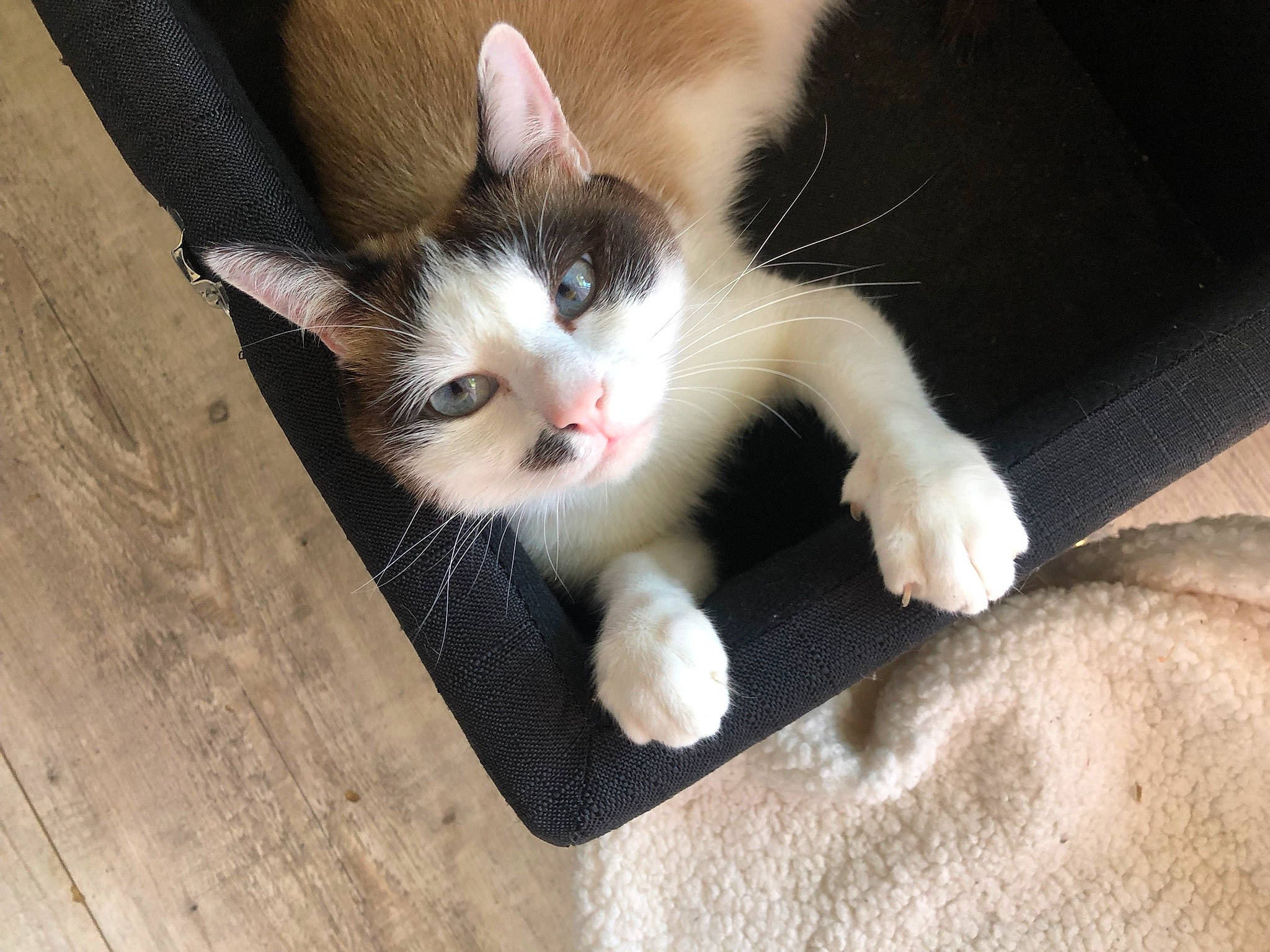 Pino participe au concours pour gagner de l'argent avec cette photo : carnivore, cat, claw, comfort, domestic_short_haired_cat, fawn, felidae, flooring, foot, fur, hardwood, paw, plank, small_to_medium_sized_cats, snout, tail, toe, whiskers, wood, wood_stain