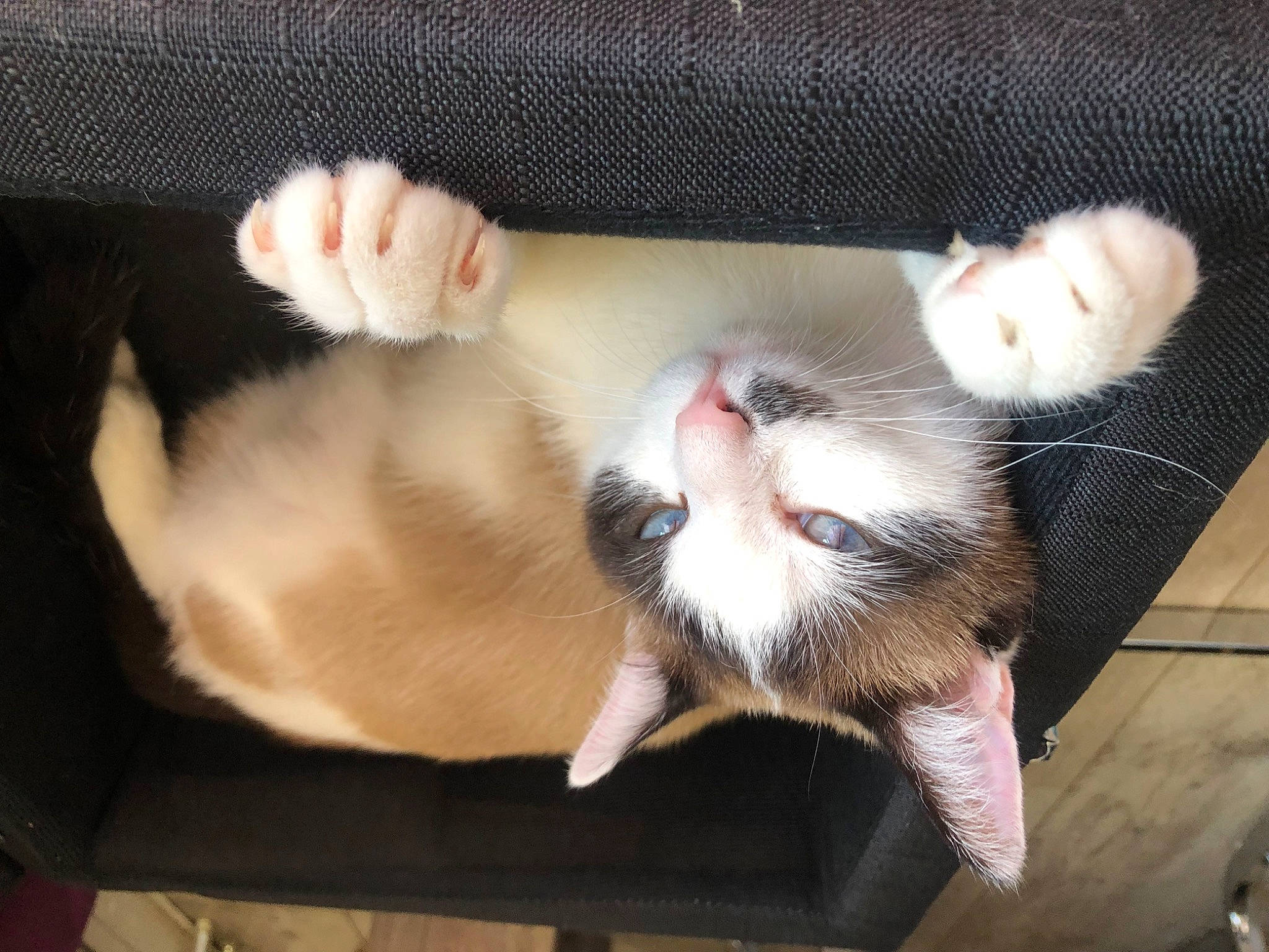 Pino a rejoint le concours — aidez-le/la à gagner de superbes lots ! carnivore, cat, claw, comfort, domestic_short_haired_cat, fawn, felidae, foot, fur, paw, small_to_medium_sized_cats, snout, tail, whiskers