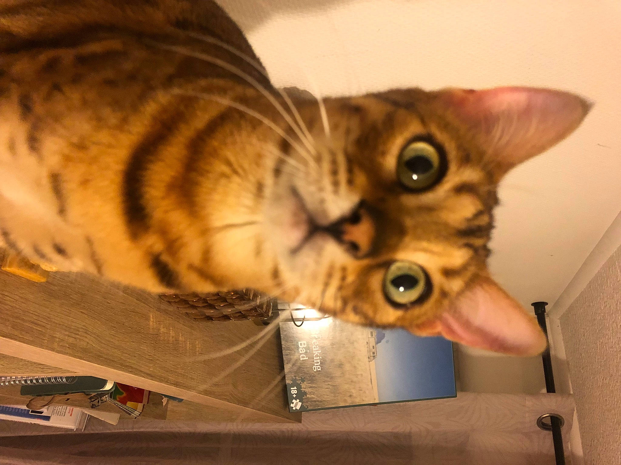 Fifi a rejoint le concours — aidez-le/la à gagner de superbes lots ! carnivore, cat, domestic_short_haired_cat, ear, fawn, felidae, fur, paw, small_to_medium_sized_cats, snout, whiskers, wood