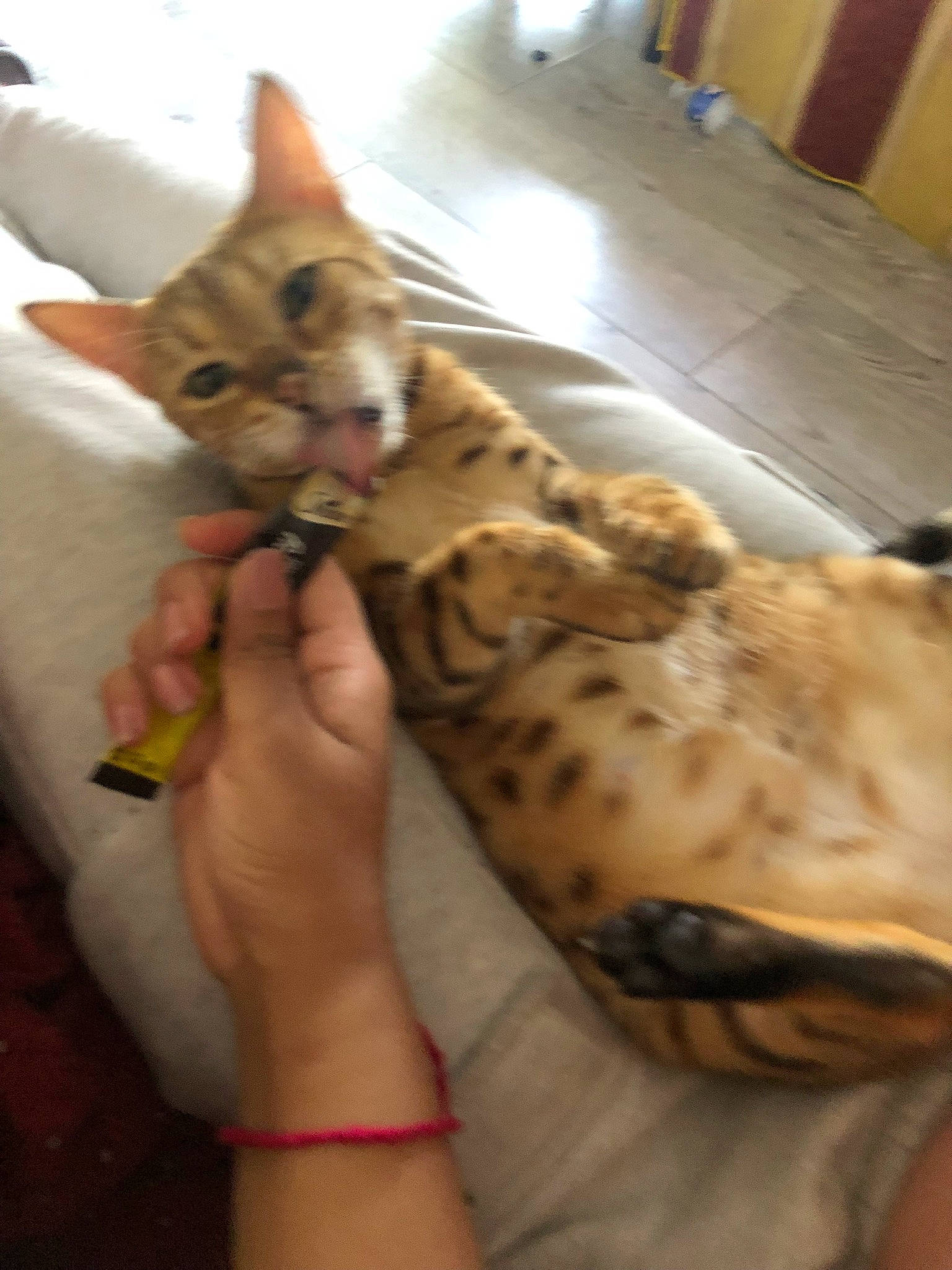 Fifi participe au concours pour gagner de l'argent avec cette photo : carnivore, cat, claw, comfort, domestic_short_haired_cat, fawn, felidae, fur, nail, paw, small_to_medium_sized_cats, snout, terrestrial_animal, whiskers, wood