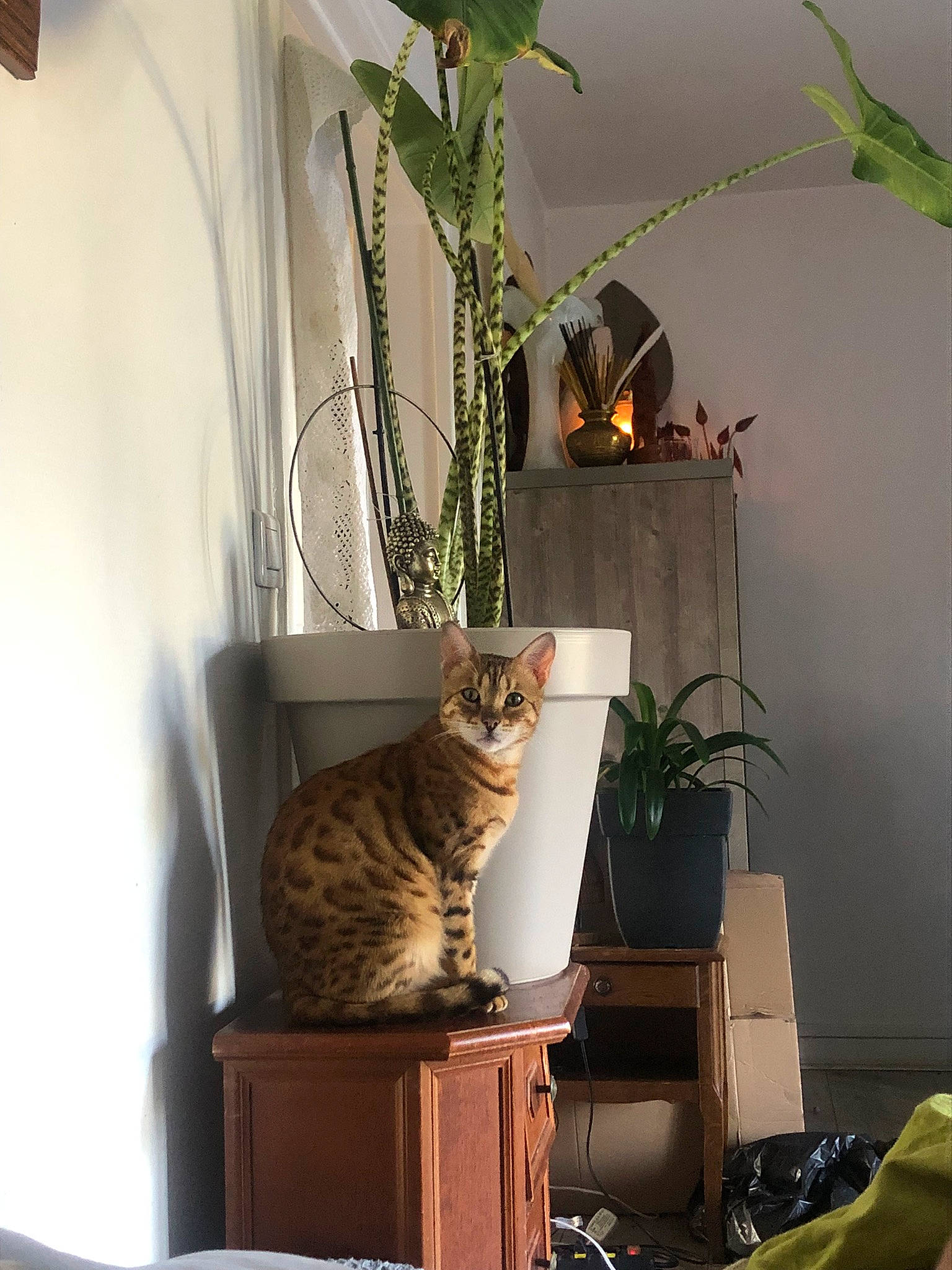 Fifi a rejoint le concours — aidez-le/la à gagner de superbes lots ! carnivore, cat, comfort, domestic_short_haired_cat, fawn, felidae, flowerpot, fur, grass, houseplant, interior_design, pet_supply, plant, room, small_to_medium_sized_cats, snapshot, tail, whiskers, window, wood