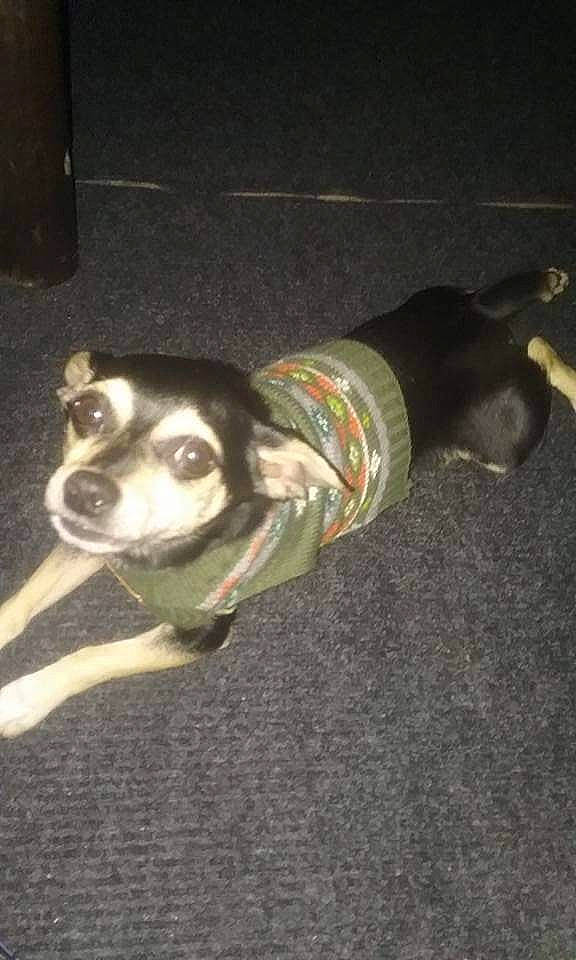 Chip is registered to the contest to win money with this photo: asphalt, canidae, carnivore, companion_dog, dog, dog_breed, dog_supply, fawn, fur, non_sporting_group, road_surface, snout, sporting_group, tail, working_animal, working_dog