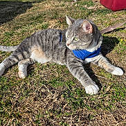 Oliver joined the competition — help win amazing prizes! cat, gray_tabby, green_eyes, blue_harness, outdoor, grass, sunlight, leash, pet, animal, feline, nature, resting, alert, daylight, fur, whiskers, ears, ground, container