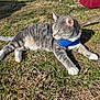 cat, gray_tabby, green_eyes, blue_harness, outdoor, grass, sunlight, leash, pet, animal, feline, nature, resting, alert, daylight, fur, whiskers, ears, ground, container