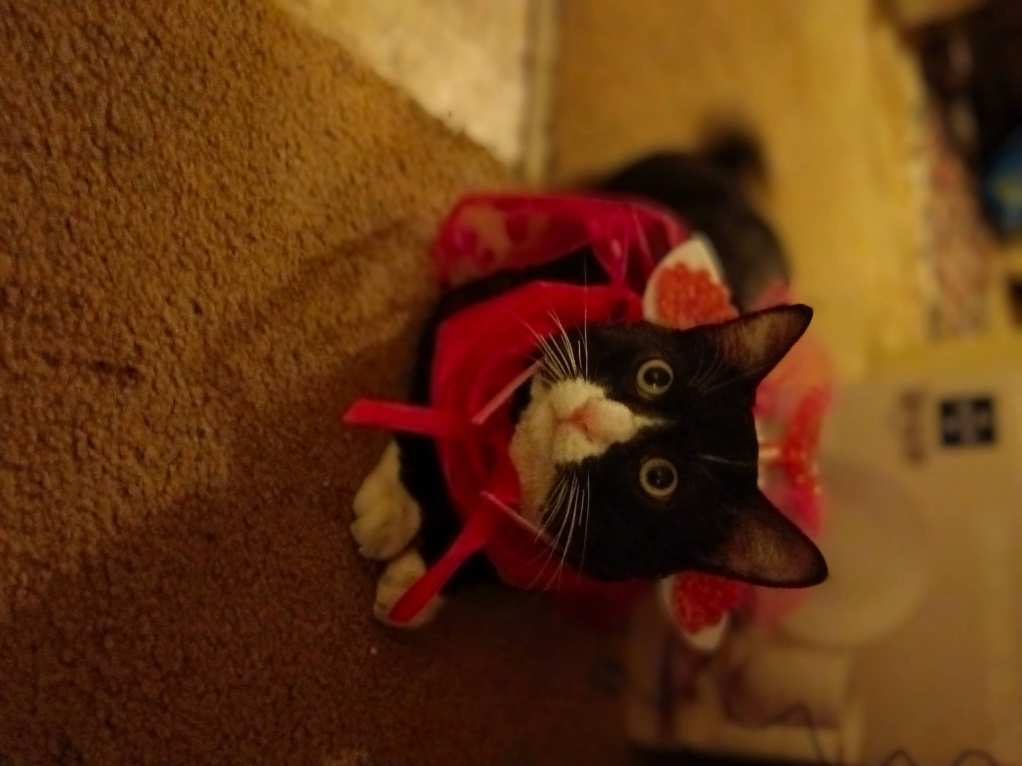 Kuzia joined the competition — help win amazing prizes! canidae, carmine, carnivore, cat, domestic_short_haired_cat, ear, fashion_accessory, fawn, felidae, flooring, fur, petal, plant, small_to_medium_sized_cats, snout, tail, toy, tree, whiskers, wood