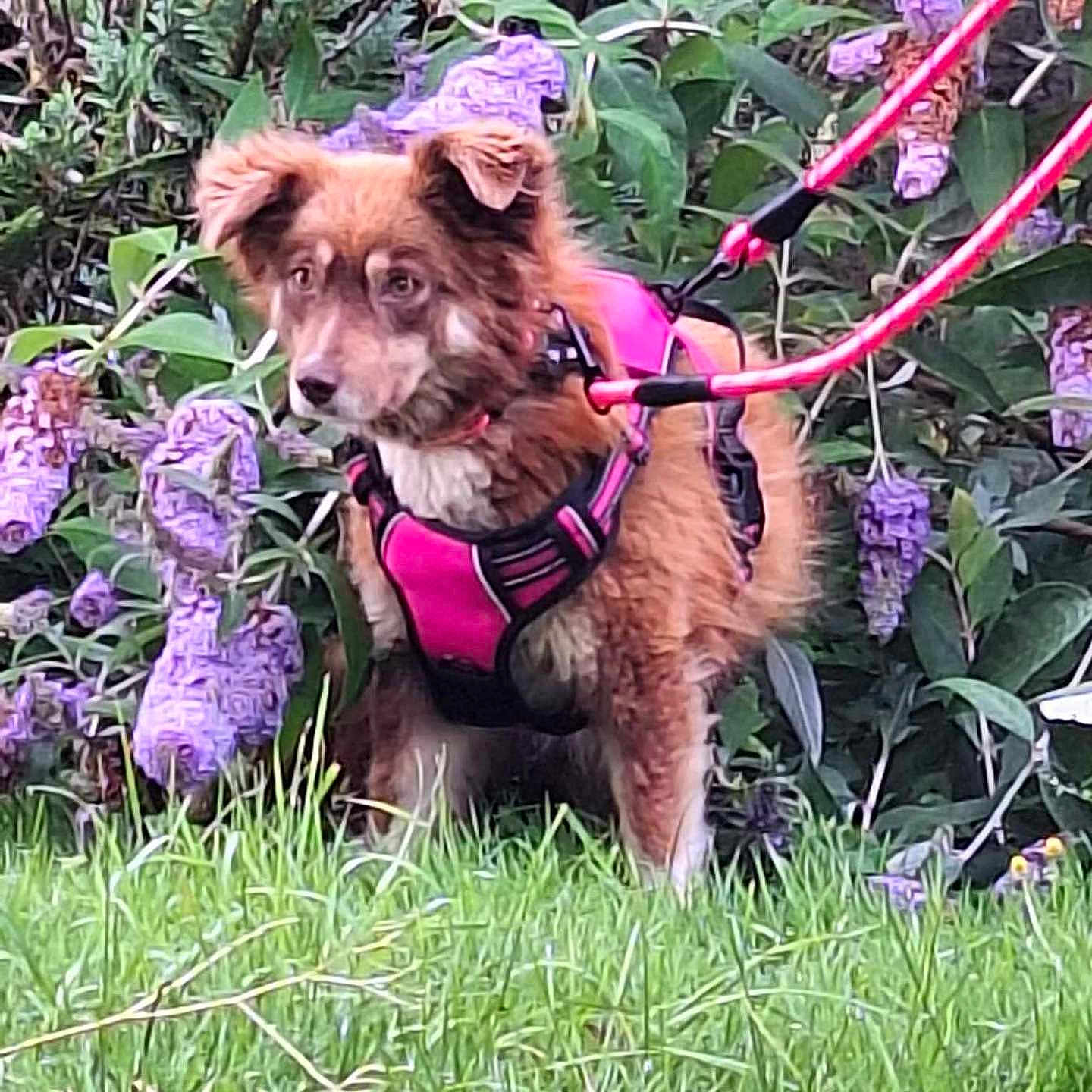 Praline participe au concours pour gagner de l'argent avec cette photo : accessories, animal, canine, dog, flower, grass, herbal, herbs, lawn, leash, nature, outdoors, pet, plant, pottedplant, puppy, purple, strap, vegetation, yard