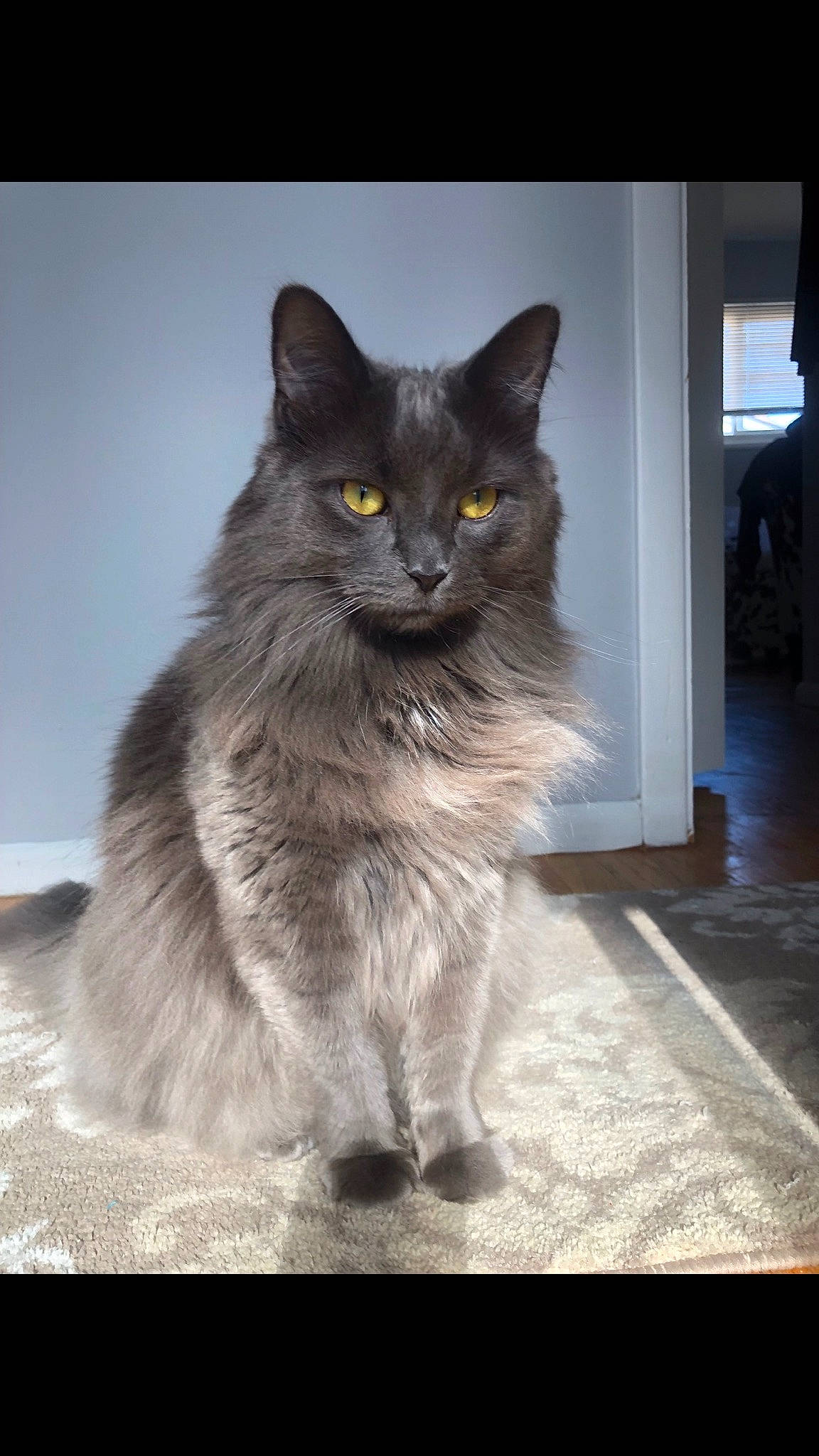 Chewie joined the competition — help win amazing prizes! black_cat, british_longhair, carnivore, cat, claw, darkness, domestic_short_haired_cat, felidae, flooring, fur, grey, monochrome, monochrome_photography, paw, road_surface, sitting, small_to_medium_sized_cats, snout, tail, whiskers