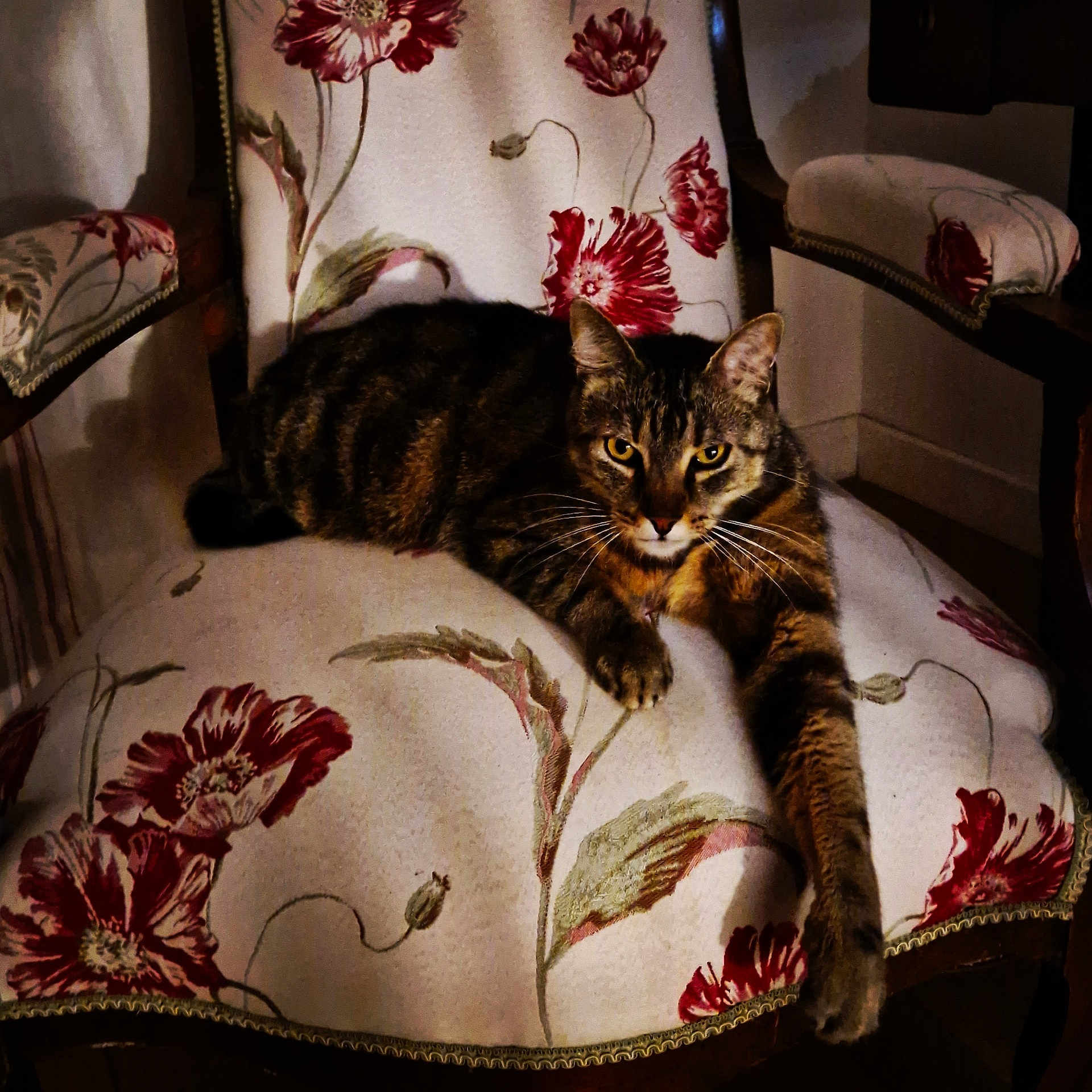 Kalinox participe au concours pour gagner de l'argent avec cette photo : abyssinian, animal, architecture, armchair, building, cat, chair, couch, cushion, face, furniture, head, homedecor, indoors, kitten, livingroom, manx, person, pet, room