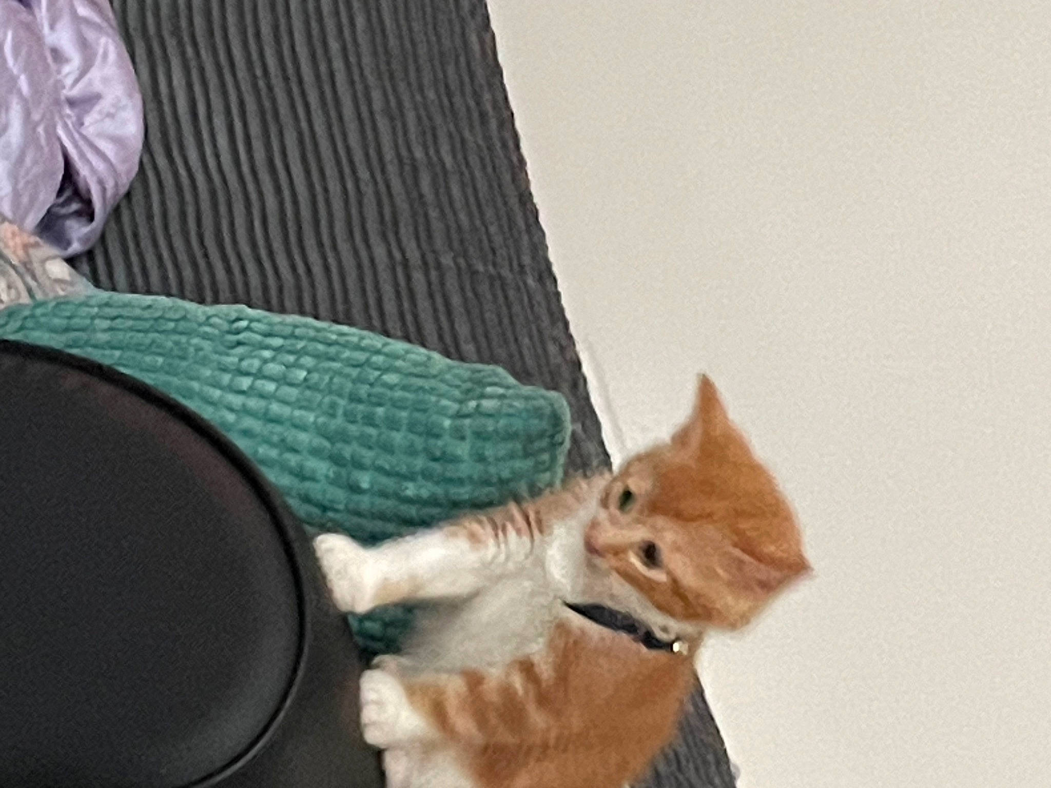 Phoenix is registered to the contest to win money with this photo: carnivore, cat, chair, comfort, companion_dog, domestic_short_haired_cat, eyewear, fashion_accessory, fawn, felidae, fur, glasses, hat, human_leg, small_to_medium_sized_cats, sunglasses, tail, whiskers, window, wood