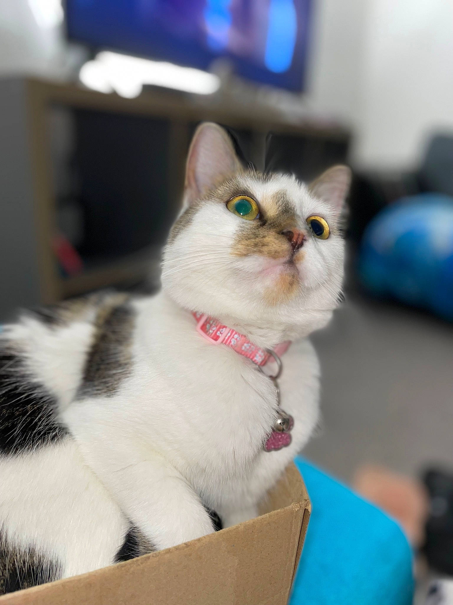 Pixie joined the competition — help win amazing prizes! box, cardboard, carnivore, cat, cat_furniture, cat_supply, collar, domestic_short_haired_cat, eye, fawn, felidae, fur, paw, pet_supply, small_to_medium_sized_cats, snout, whiskers