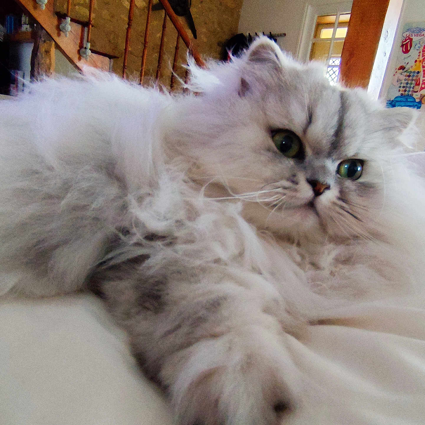 Clochette participe au concours pour gagner de l'argent avec cette photo : angora, animal, architecture, bed, building, cat, couch, furniture, hardwood, homedecor, house, housing, indoors, kitten, linen, manx, pet, siamese, staircase, wood