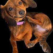 Ez is registered to the contest to win money with this photo: dog, dachshund, pet, brown_fur, pink_collar, paw, ears, portrait, black_background, isolated, cute, looking_up, glossy_eyes, long_body, tail, relaxed, playful, small_breed, canine, studio_style