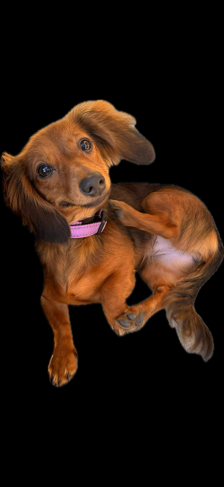 Ez is registered to the contest to win money with this photo: dog, dachshund, pet, brown_fur, pink_collar, paw, ears, portrait, black_background, isolated, cute, looking_up, glossy_eyes, long_body, tail, relaxed, playful, small_breed, canine, studio_style