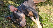 Akina a rejoint le concours — aidez-le/la à gagner de superbes lots ! dog, outdoor, grass, sunlight, stick, relaxed, pet, garden, nature, fence, greenery, canine, animal, daylight, resting, summer, shadow, ear, ground, leaves