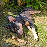 dog, outdoor, grass, sunlight, stick, relaxed, pet, garden, nature, fence, greenery, canine, animal, daylight, resting, summer, shadow, ear, ground, leaves