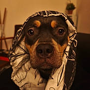 Akina a rejoint le concours — aidez-le/la à gagner de superbes lots ! dog, close_up, indoor, blanket, patterned_cloth, face, brown, black, tan, pet, animal, portrait, eyes, snout, fur, cozy, wrapped, couch, plant, blurred_background