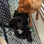 Pepper participe au concours pour gagner de l'argent avec cette photo : animal, balcony, black_dog, closeup, companion, cozy, curious, cute, dog, domestic, floor_rug, fur, indoor, patterned_rug, pet, relaxed, side_view, sniffing, tan_dog, two_dogs