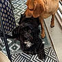 animal, balcony, black_dog, closeup, companion, cozy, curious, cute, dog, domestic, floor_rug, fur, indoor, patterned_rug, pet, relaxed, side_view, sniffing, tan_dog, two_dogs