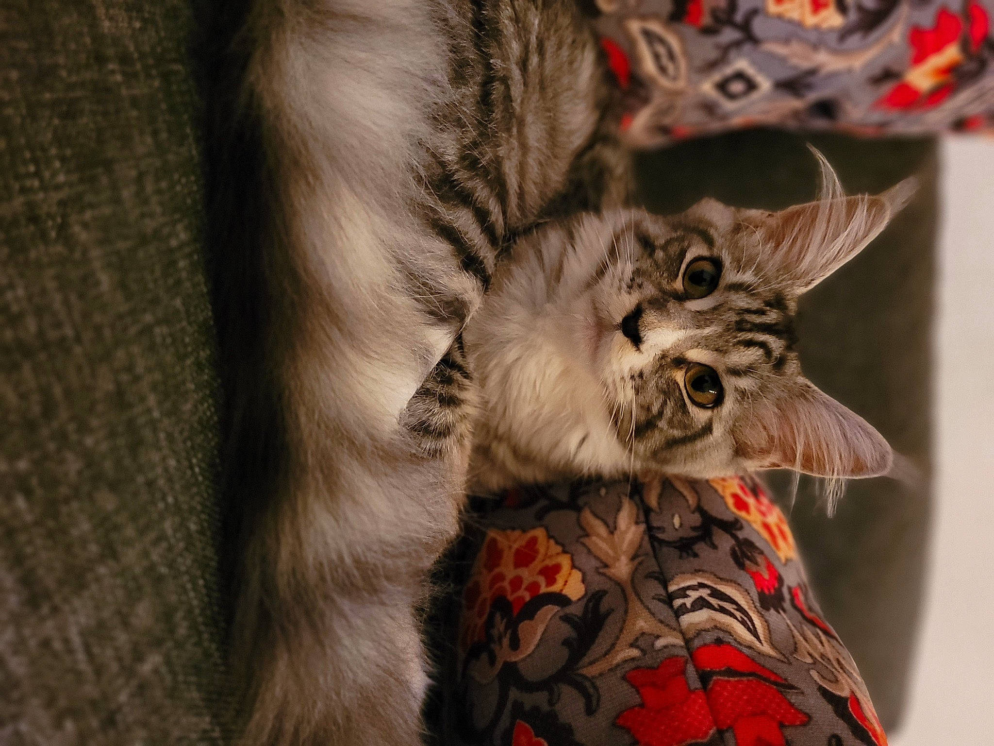 Urania a rejoint le concours — aidez-le/la à gagner de superbes lots ! carnivore, cat, claw, comfort, domestic_short_haired_cat, felidae, fur, grey, paw, plant, small_to_medium_sized_cats, tail, whiskers