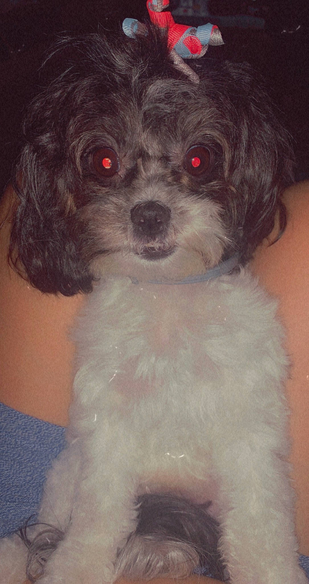 Lucy is registered to the contest to win money with this photo: art, canidae, carnivore, companion_dog, dog, dog_breed, dog_collar, dog_supply, fur, maltepoo, puppy, shih_poo, snout, sporting_group, terrier, toy_dog, water, water_dog, working_animal, yorkipoo