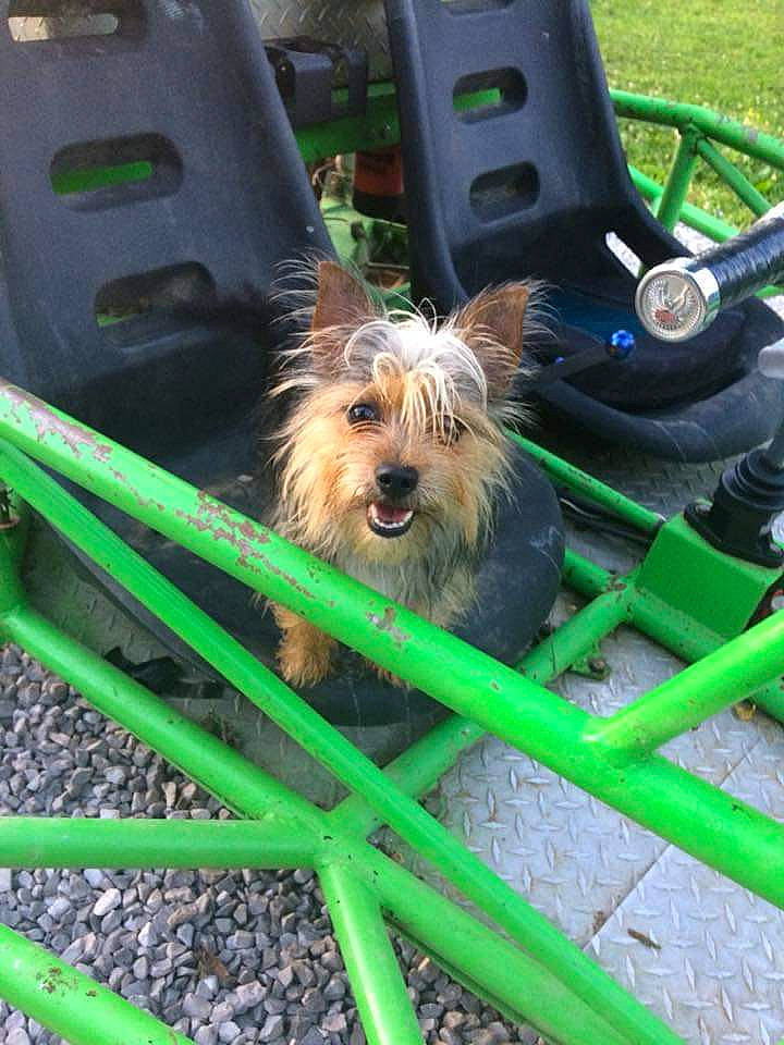 Bellarose joined the competition — help win amazing prizes! auto_part, automotive_tire, canidae, carnivore, companion_dog, dog, dog_breed, fur, grass, herb, motor_vehicle, plant, small_terrier, soil, sporting_group, terrestrial_plant, terrier, toy_dog, wood, yorkipoo