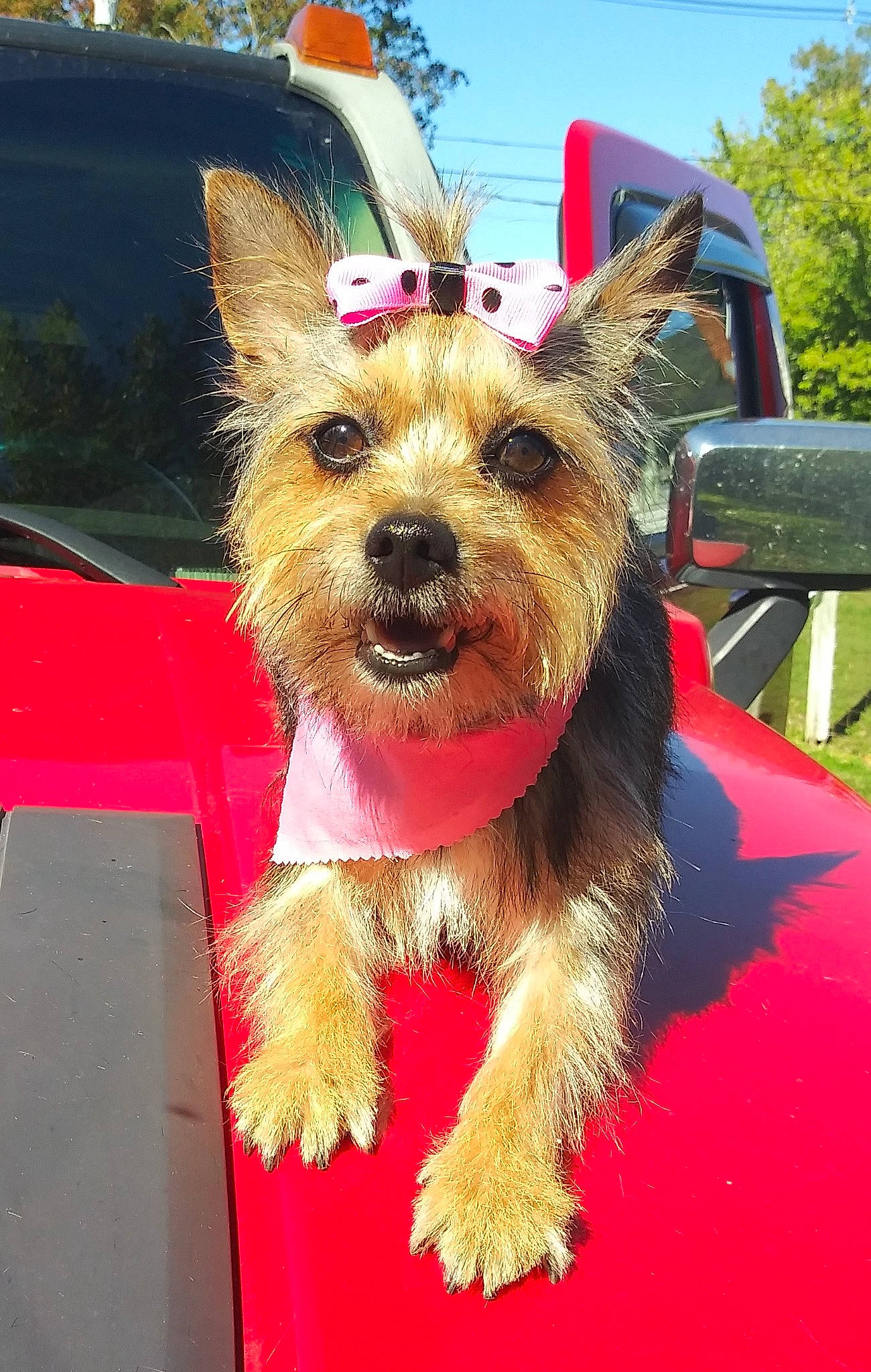 Bellarose is registered to the contest to win money with this photo: australian_terrier, canidae, carnivore, collar, companion_dog, dog, dog_breed, dog_clothes, dog_supply, event, fashion_accessory, fawn, fur, hood, sky, snout, sporting_group, terrier, toy_dog, vehicle_door