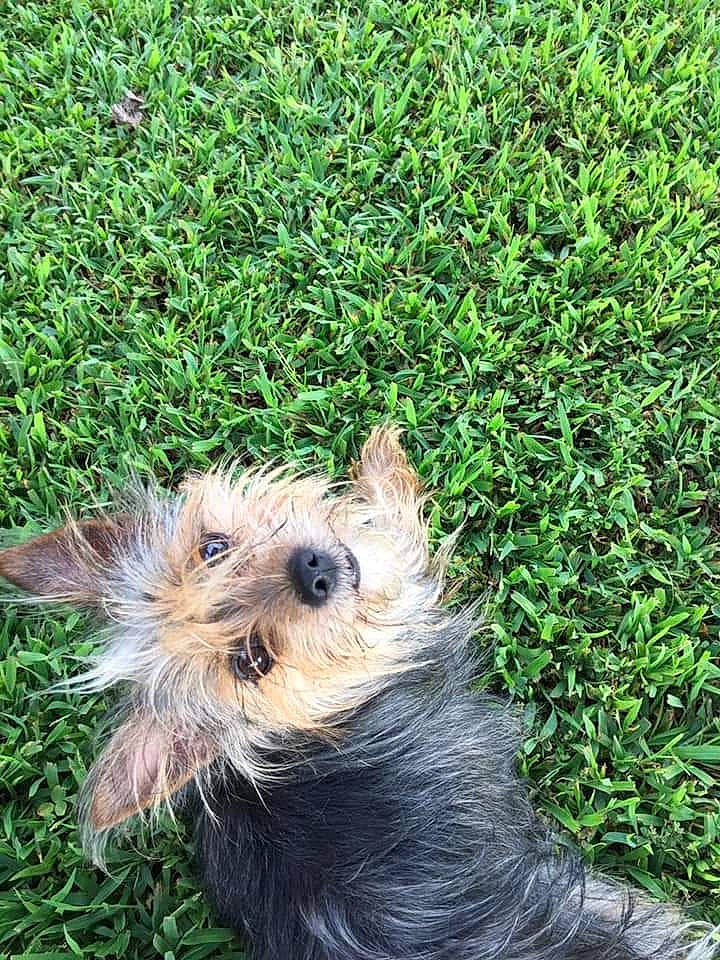 Bellarose joined the competition — help win amazing prizes! biewer_terrier, canidae, carnivore, companion_dog, dog, dog_breed, dog_supply, fawn, fur, grass, groundcover, plant, small_terrier, snout, sporting_group, terrestrial_animal, terrier, toy_dog, yorkipoo, yorkshire_terrier