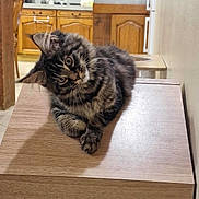Athena participe au concours pour gagner de l'argent avec cette photo : kitten, cat, tabby, curious, head_tilt, wooden_surface, indoor, kitchen, cabinet, home, pet, feline, fur, whiskers, animal, cute, domestic, cozy, relaxed, young
