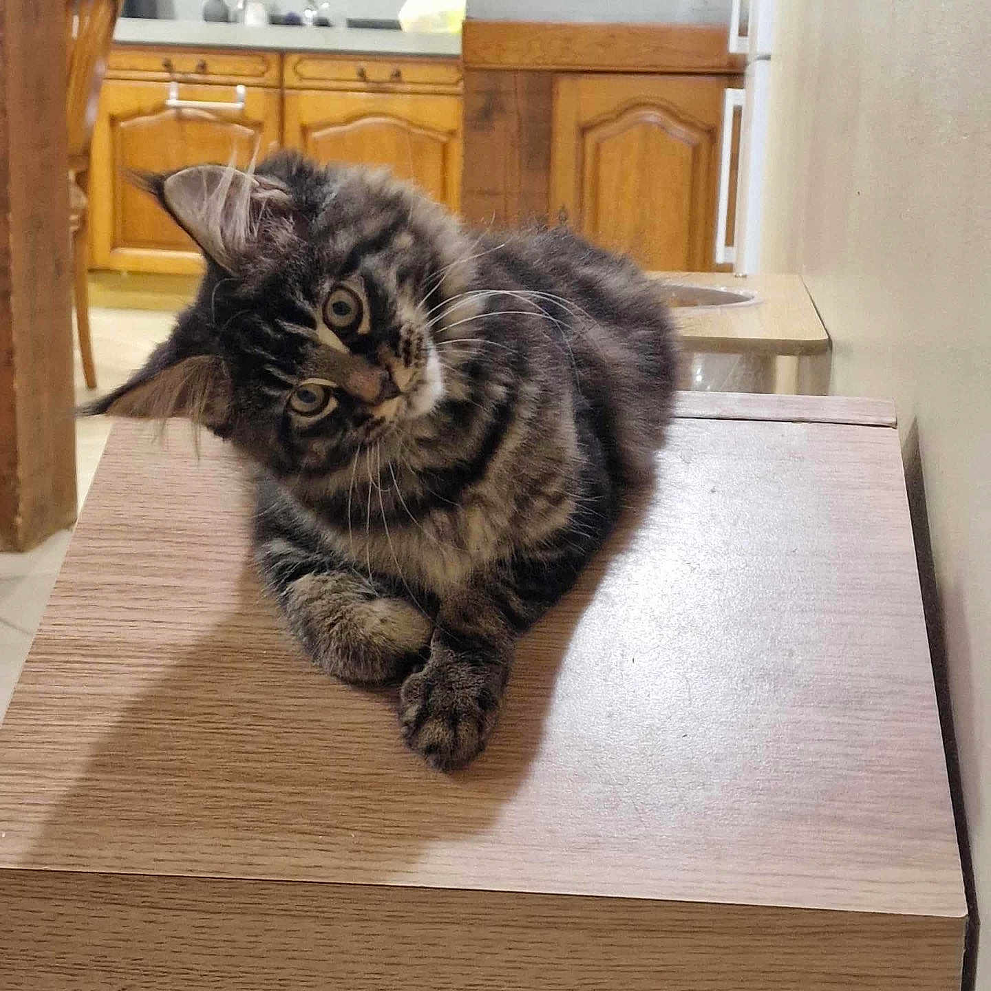 Athena participe au concours pour gagner de l'argent avec cette photo : animal, cabinet, cat, cozy, curious, cute, domestic, feline, fur, head_tilt, home, indoor, kitchen, kitten, pet, relaxed, tabby, whiskers, wooden_surface, young