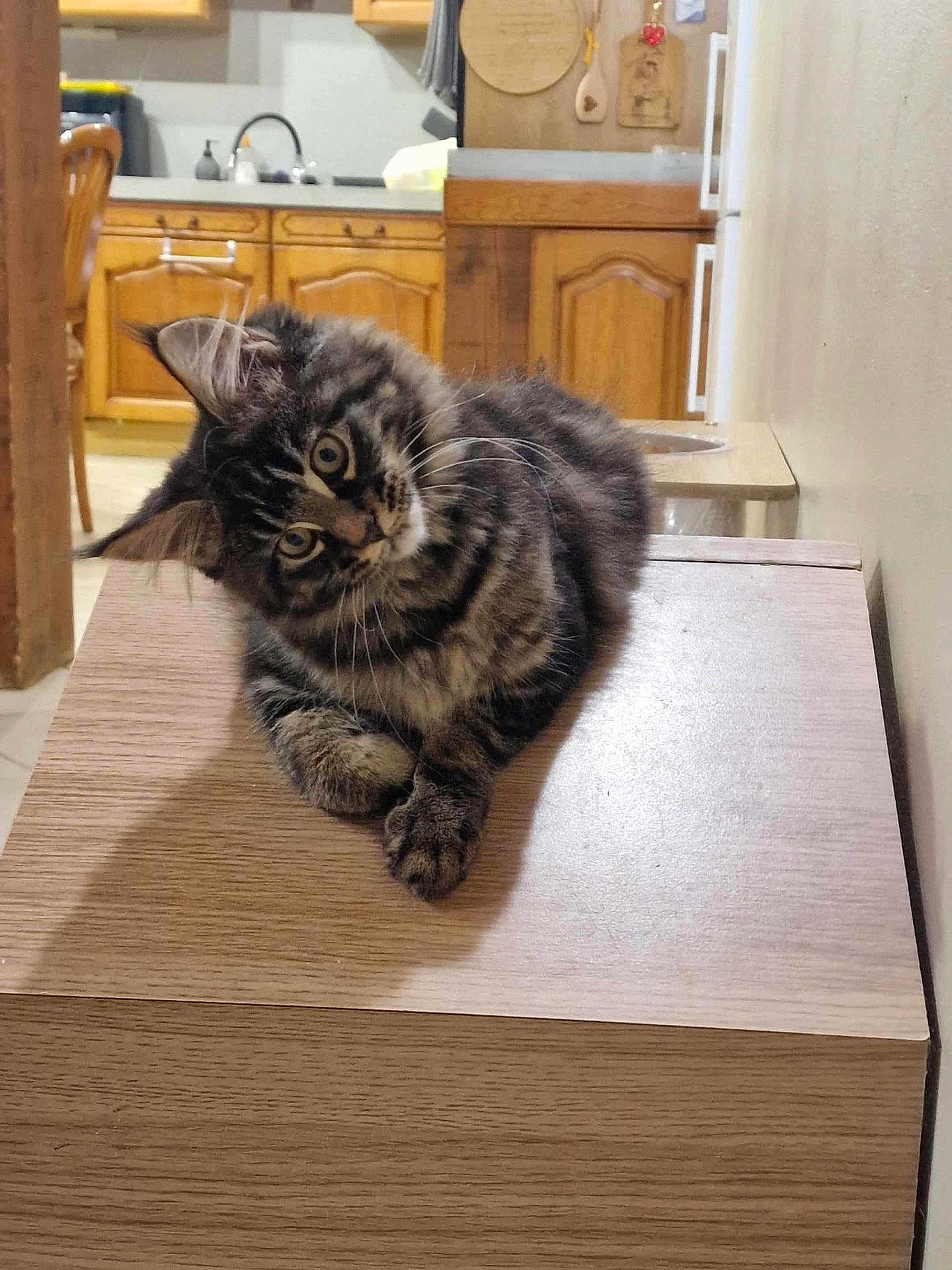 Athena participe au concours pour gagner de l'argent avec cette photo : kitten, cat, tabby, curious, head_tilt, wooden_surface, indoor, kitchen, cabinet, home, pet, feline, fur, whiskers, animal, cute, domestic, cozy, relaxed, young