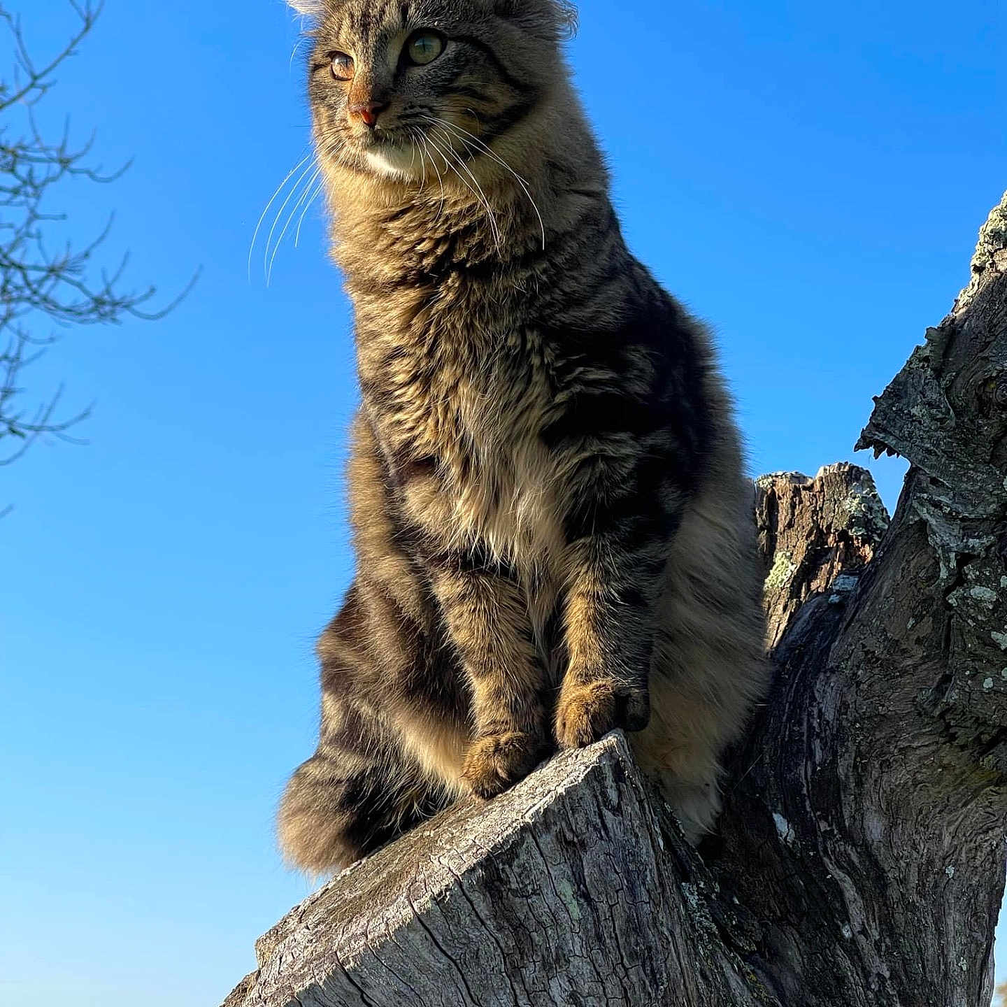 Volky a rejoint le concours — aidez-le/la à gagner de superbes lots ! abyssinian, angora, animal, cat, grass, hardwood, kitten, manx, nature, outdoors, pet, plant, rock, sky, stainedwood, tree, treestump, treetrunk, willow, wood