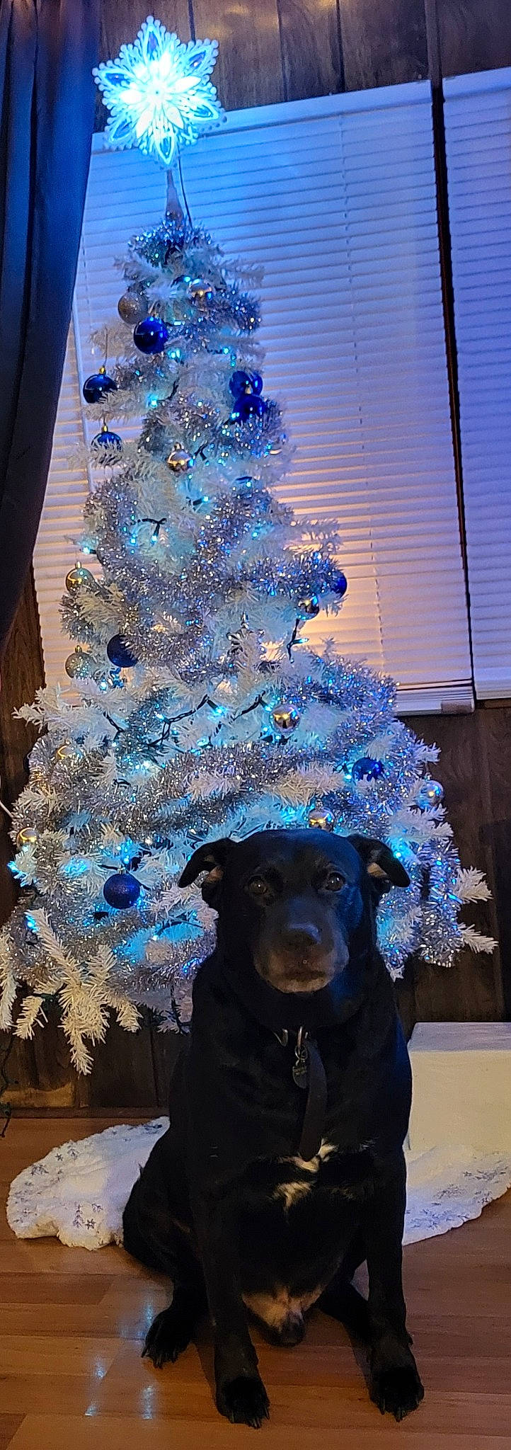 Akira is registered to the contest to win money with this photo: blue, carnivore, christmas, christmas_decoration, christmas_ornament, christmas_tree, dog, electric_blue, event, evergreen, holiday_ornament, larch, light, lighting, ornament, plant, tree, woody_plant, working_animal, world