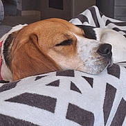 Eywa a rejoint le concours — aidez-le/la à gagner de superbes lots ! dog, beagle, sleeping, resting, blanket, patterned_blanket, indoor, cozy, pet, canine, fur, closeup, relaxation, comfort, animal, head, ear, snout, peaceful, napping