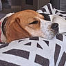 dog, beagle, sleeping, resting, blanket, patterned_blanket, indoor, cozy, pet, canine, fur, closeup, relaxation, comfort, animal, head, ear, snout, peaceful, napping