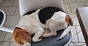 Eywa participe au concours pour gagner de l'argent avec cette photo : dog, beagle, sleeping, chair, indoor, tile_floor, pet, resting, tricolor, white, black, brown, furniture, home, cozy, curled_up, paw, tail, quiet, domestic