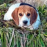 beagle, dog, puppy, grass, greenery, outdoor, nature, leaf, rock, animal, pet, mammal, fur, cute, looking, resting, brown, white, ears, face