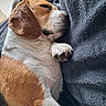 dog, beagle, sleeping, paw, ear, closeup, pet, animal, cozy, blanket, resting, fur, indoor, relaxation, cute, domestic, calm, snout, whiskers, soft