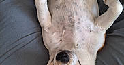 Eywa a rejoint le concours — aidez-le/la à gagner de superbes lots ! belly_up, brown_fur, canine, casual, closed_eyes, comfortable, cozy, dog, gray_shorts, human, indoor, legs, lying_down, person, pet, relaxed, resting, sleeping, spotted_fur, white_fur