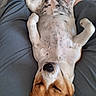 Eywa a rejoint le concours — aidez-le/la à gagner de superbes lots ! dog, relaxed, lying_down, belly_up, closed_eyes, person, legs, gray_shorts, indoor, pet, canine, spotted_fur, white_fur, brown_fur, comfortable, resting, sleeping, human, casual, cozy
