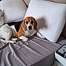 Eywa a rejoint le concours — aidez-le/la à gagner de superbes lots ! beagle, dog, bed, pillow, pet, indoor, furniture, resting, brown, white, black, animal, canine, cute, domestic, comfortable, relaxed, side_view, bedroom, sleep_area